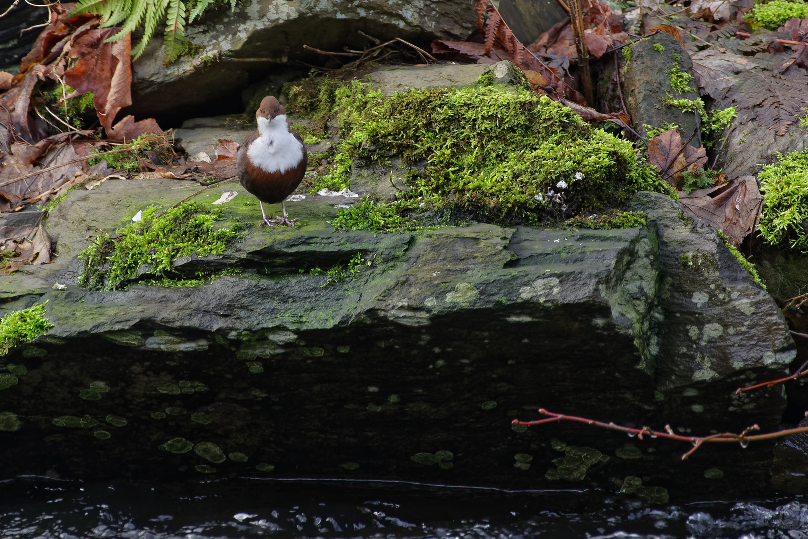 Eine Wasserbirne