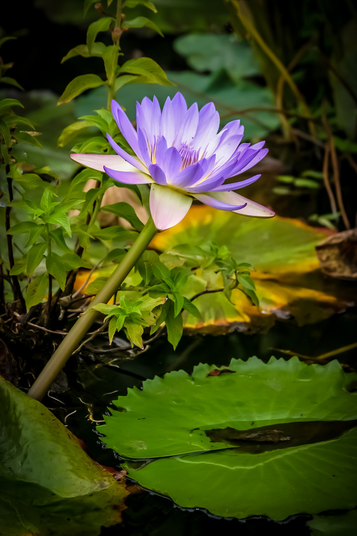 Eine Wasserblume