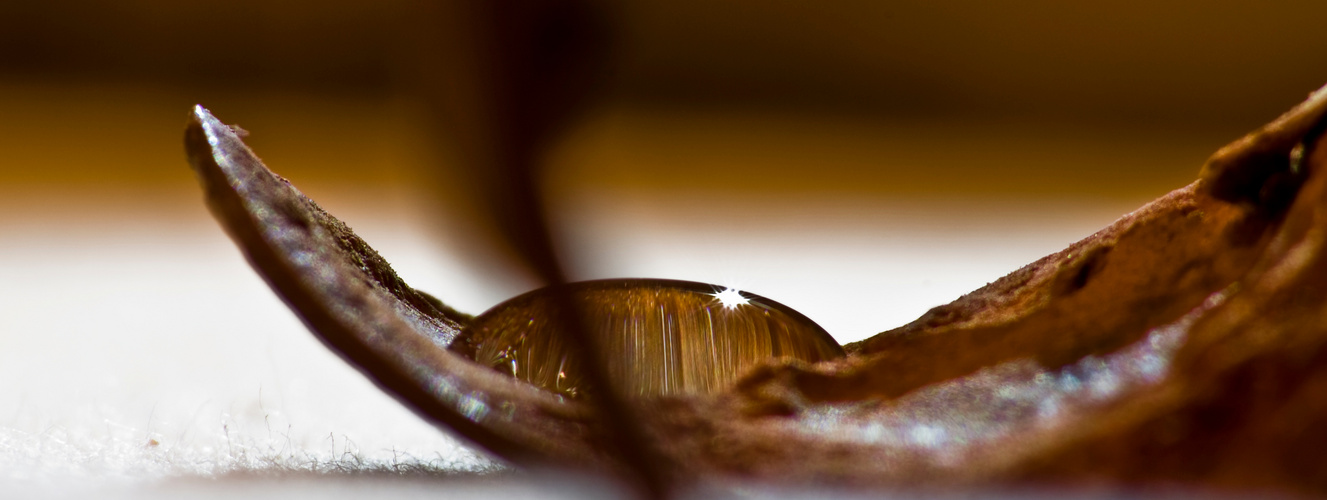 eine Wasserperle auf einem Stück Holz