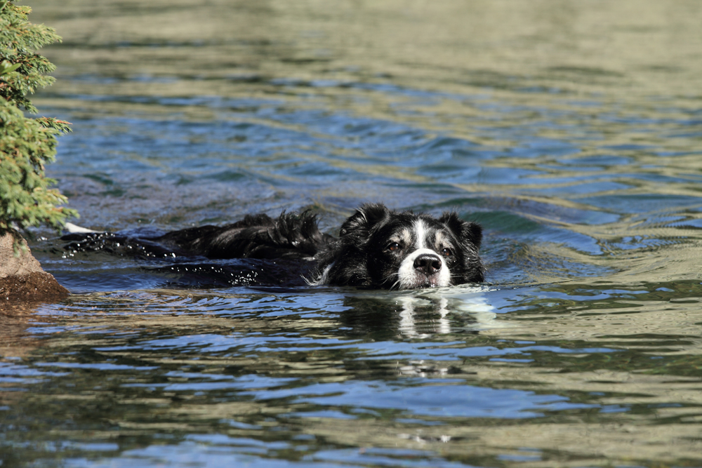 Eine Wasserratte ...