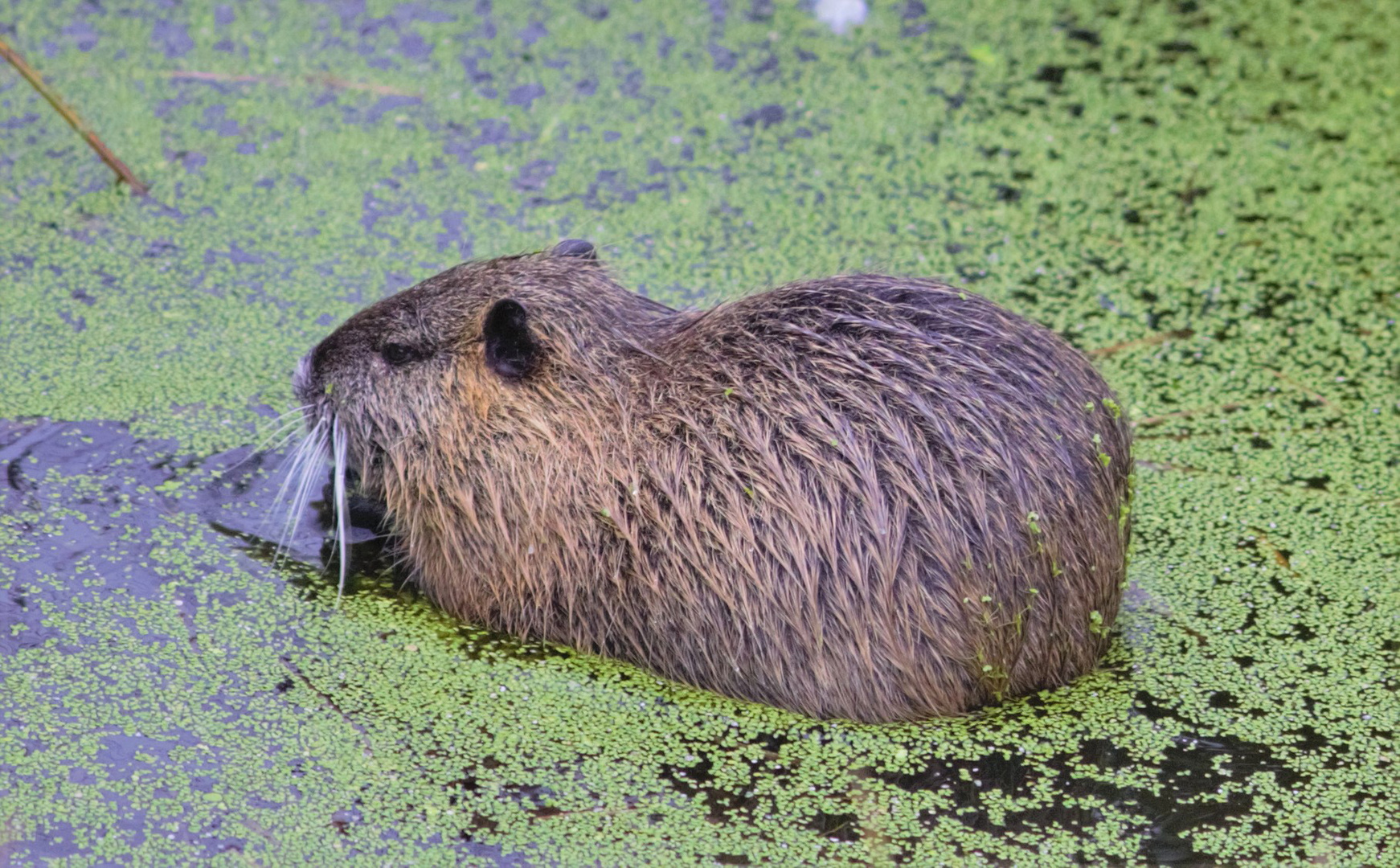 Eine Wasserratte