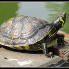 eine Wasserschildkröte, gesehen auf Teneriffa