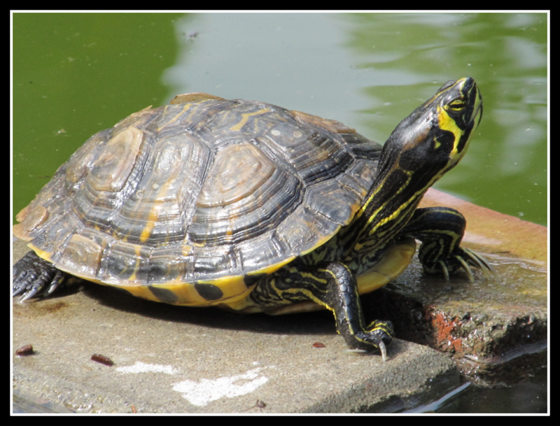 eine Wasserschildkröte, gesehen auf Teneriffa