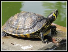 eine Wasserschildkröte, gesehen auf Teneriffa