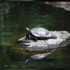 Eine Wasserschildkröte in der Rheinaue