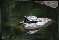 Eine Wasserschildkröte in der Rheinaue