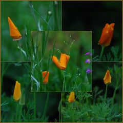 Eine " Waszurzeitimblumenbeetsoaufblüht " Collage