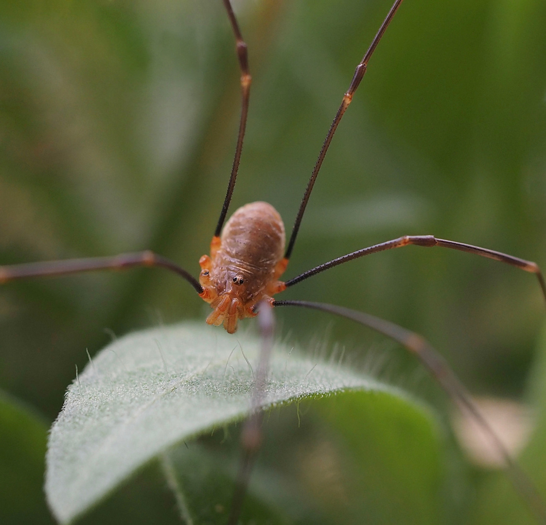 Eine Webspinne..... ziemlich flott unterwegs...