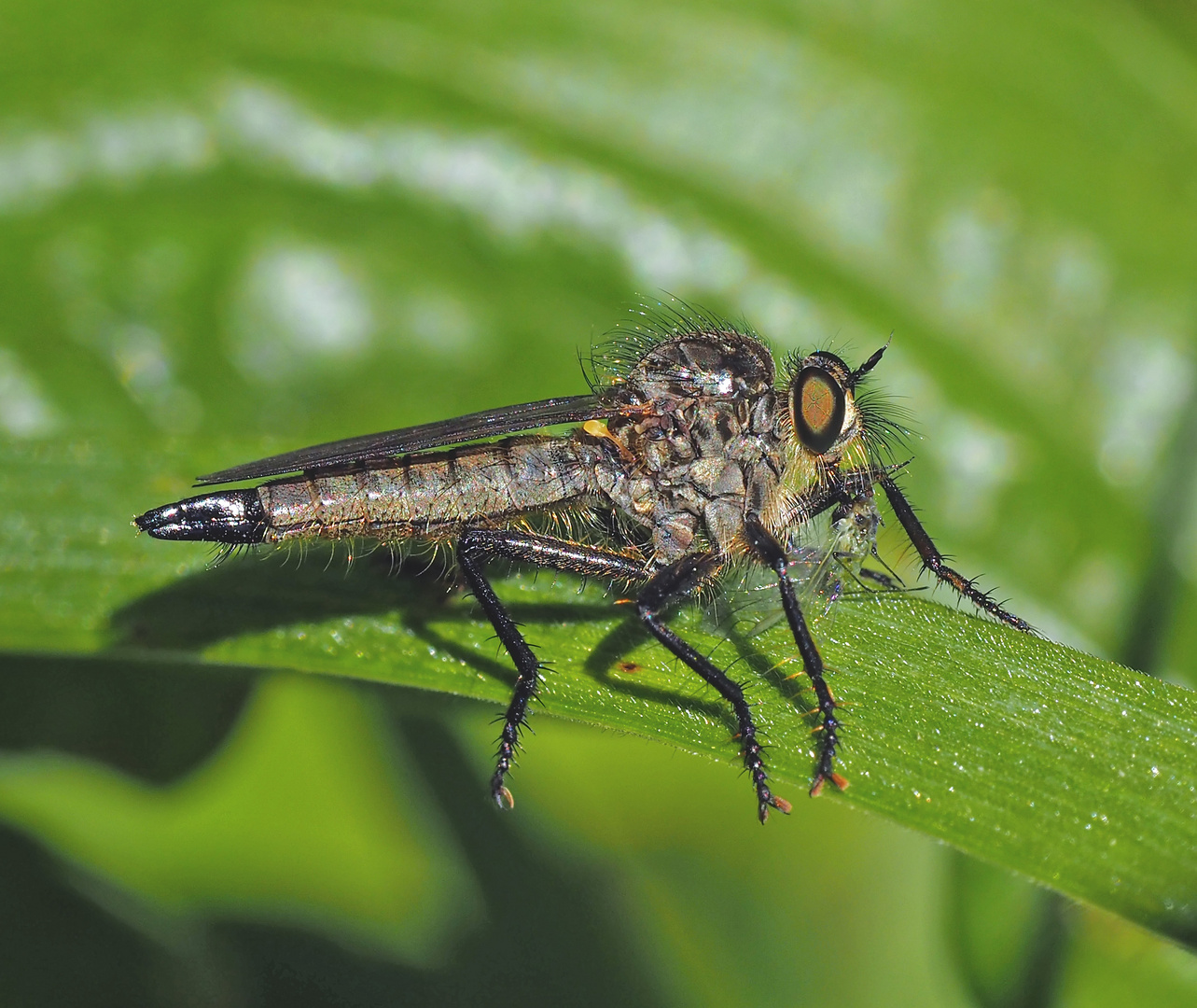 Eine weibliche Berg-Raubfliege (Didysmachus picipes)! *