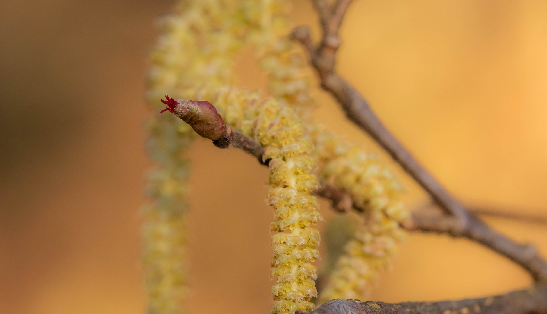 eine weibliche Haselnussblüte 