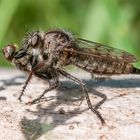 Eine weibliche Raubfliege namens Erax barbatus mit Beute