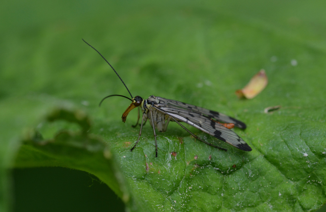 Eine weibliche Skorpionsfliege II