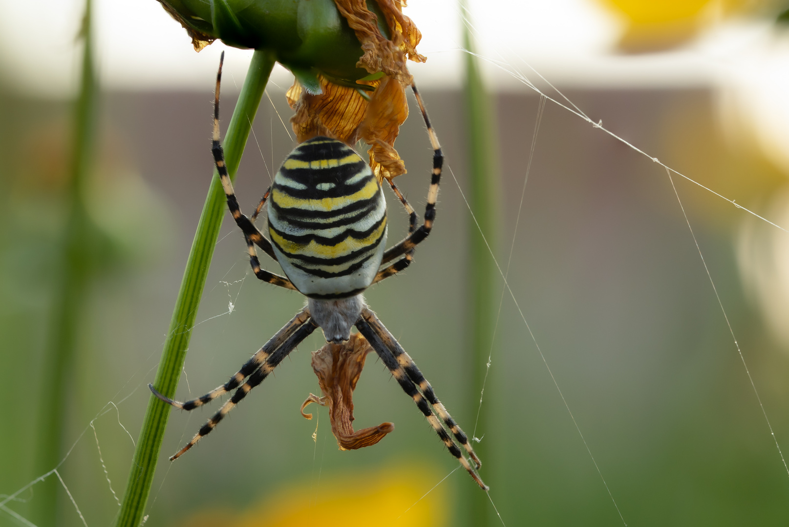 Eine weibliche Zebraspinne oder auch Wespenspinne genannt.