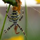 Eine weibliche Zebraspinne oder auch Wespenspinne genannt.