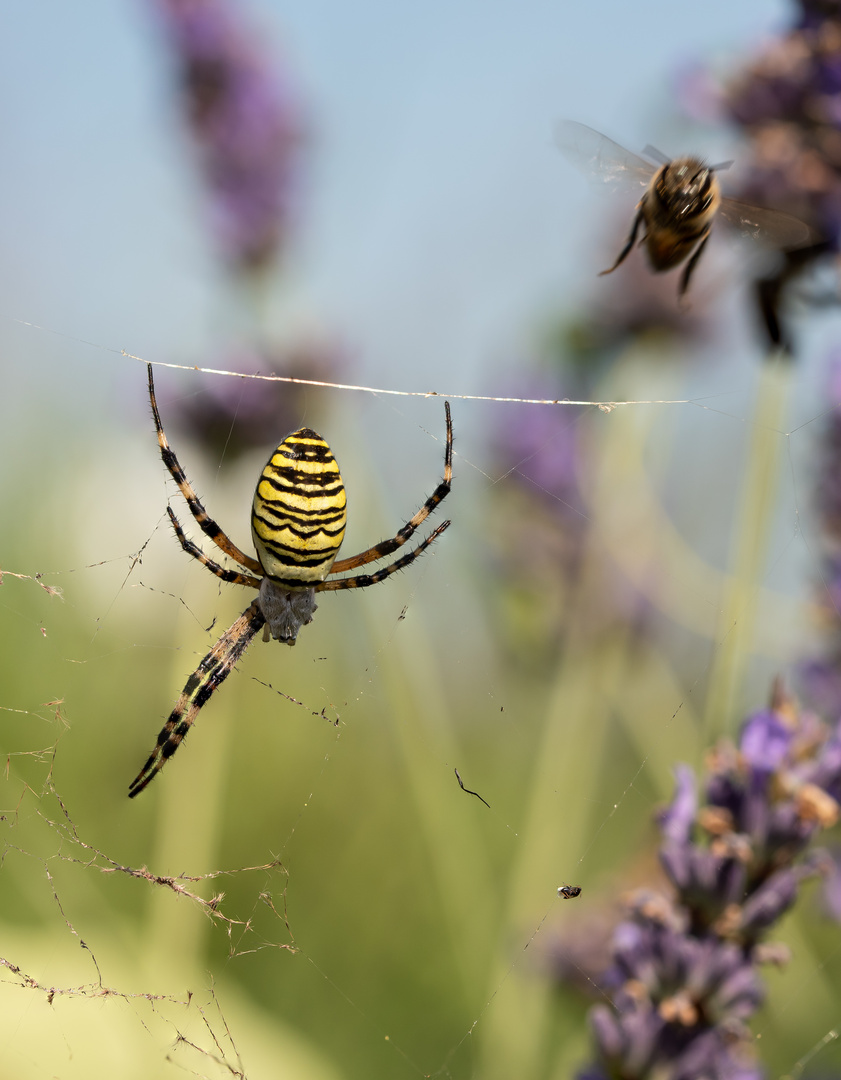 Eine weibliche Zebraspinne oder auch Wespenspinne genannt.