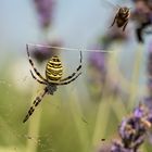 Eine weibliche Zebraspinne oder auch Wespenspinne genannt.