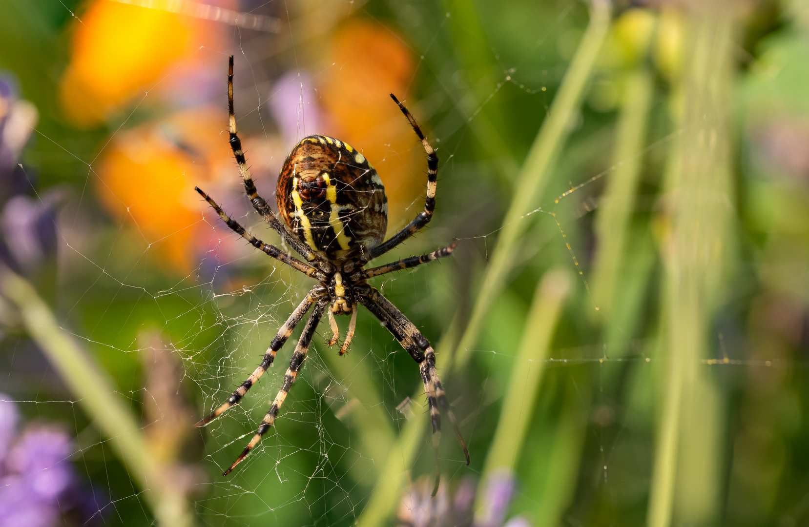 Eine weibliche Zebraspinne oder auch Wespenspinne genannt.