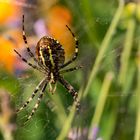 Eine weibliche Zebraspinne oder auch Wespenspinne genannt.