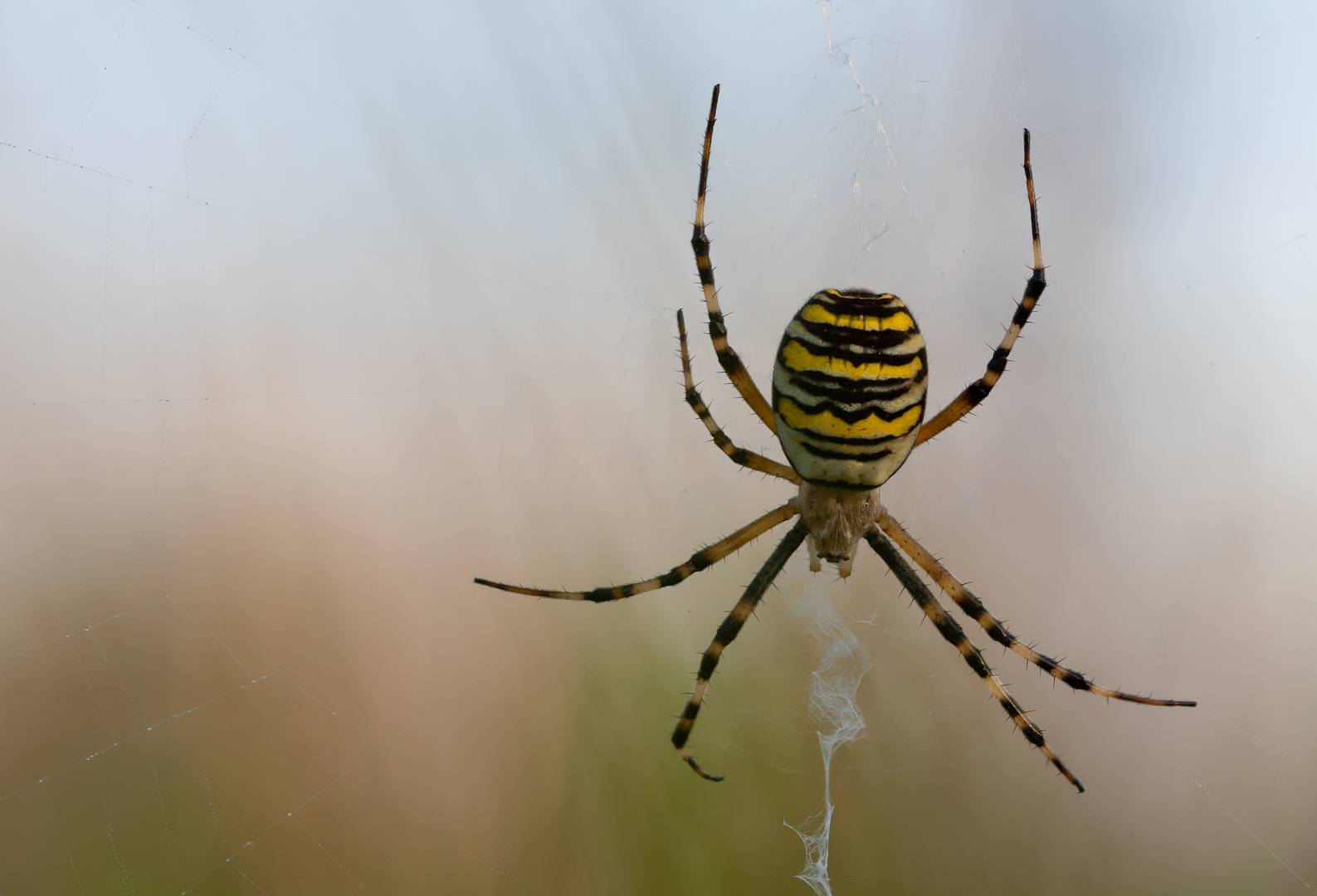 Eine weibliche Zebraspinne oder auch Wespenspinne genannt in Ihrem Netz