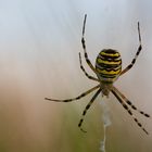 Eine weibliche Zebraspinne oder auch Wespenspinne genannt in Ihrem Netz