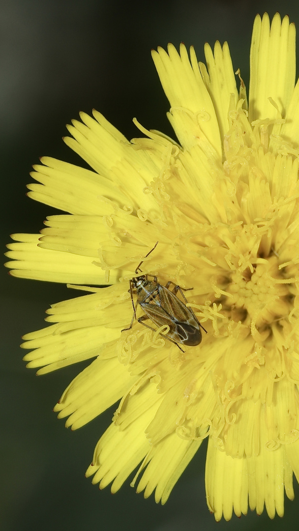 Eine Weichwanze (Fam. Miridae): HOPLOMACHUS THUNBERGI