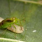 Eine Weichwanze (Miridae) beim Saugen an einer Fliegenlarve...