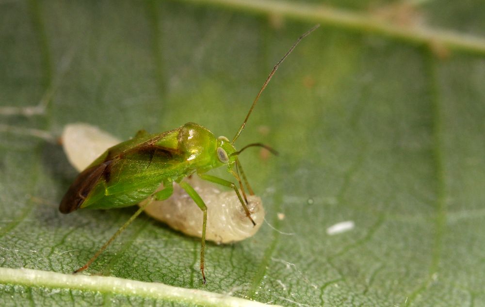 Eine Weichwanze (Miridae) beim Saugen an einer Fliegenlarve...