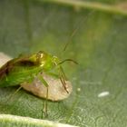 Eine Weichwanze (Miridae) beim Saugen an einer Fliegenlarve...