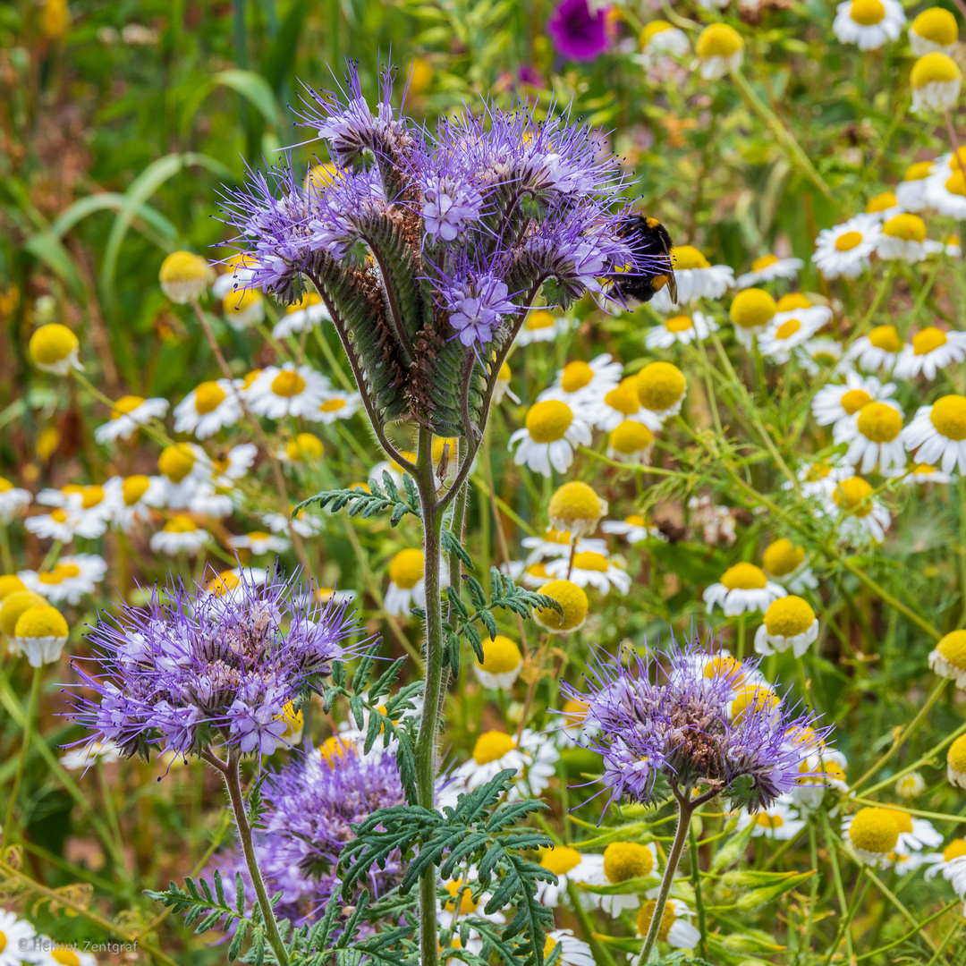 Eine Weide für die Hummel :-)