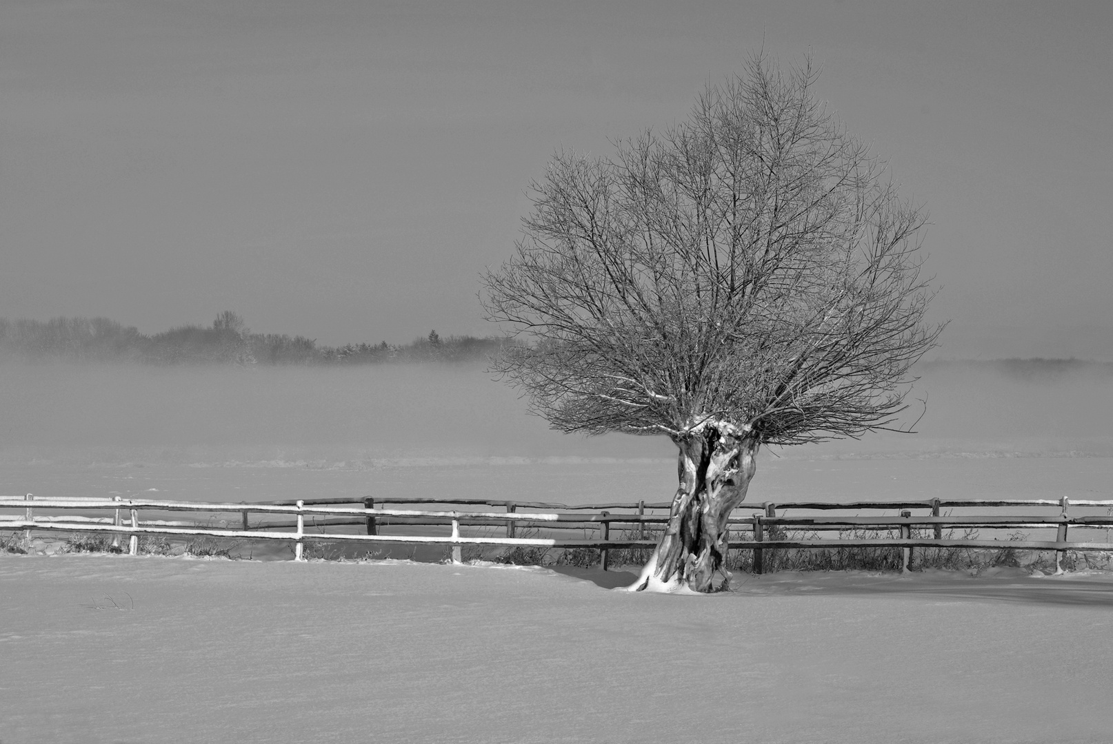 Eine Weide im Schnee...