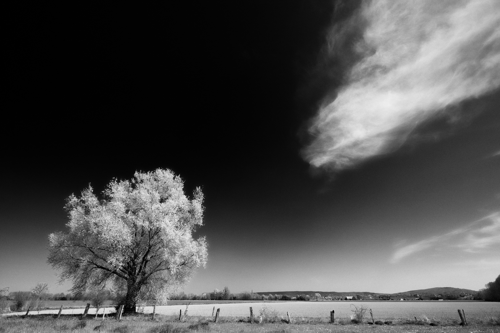 Eine Weide und Wolken