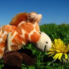 eine weidende Kuh... ohhh ich meine eine Giraffe