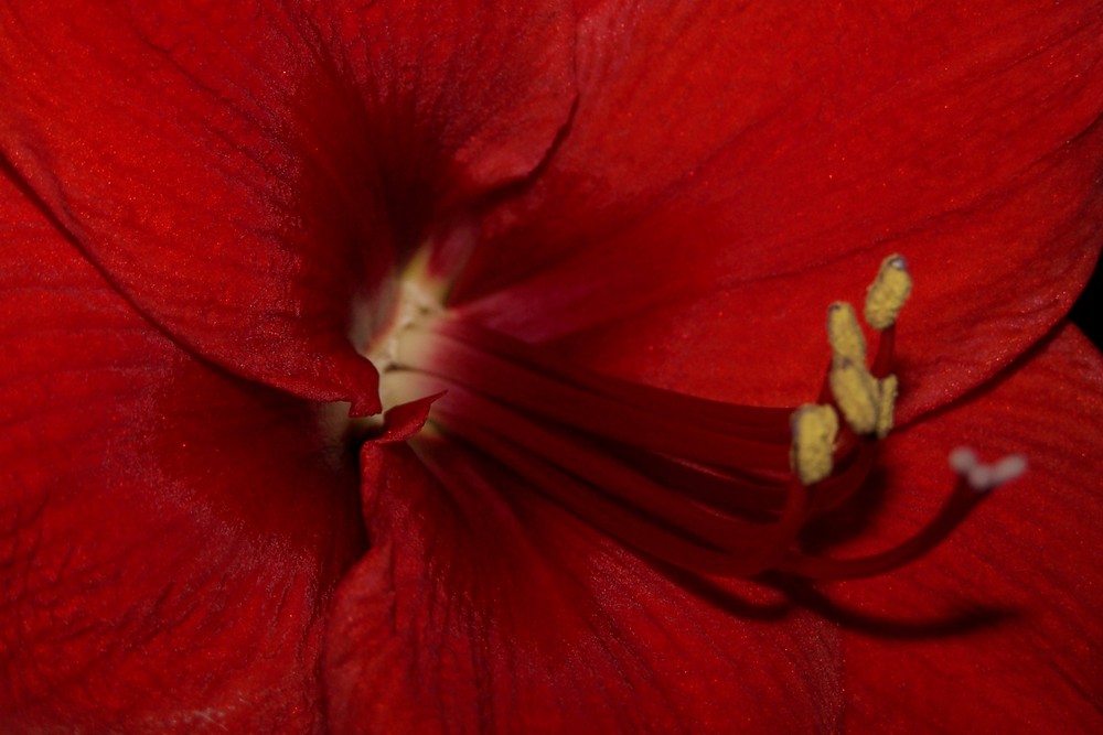 Eine weihnachtliche Amaryllis