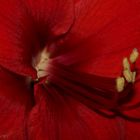 Eine weihnachtliche Amaryllis