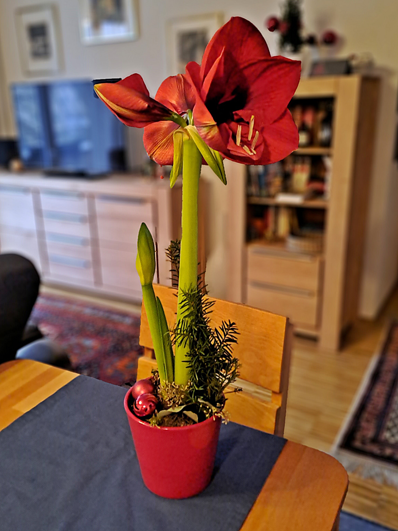 Eine Weihnachtsamaryllis