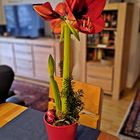 Eine Weihnachtsamaryllis