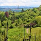 eine Weinberg Landschaft rund um den Rotenberg