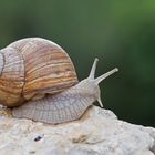 Eine Weinbergschnecke