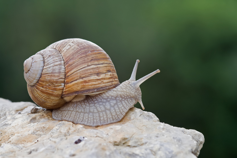 Eine Weinbergschnecke