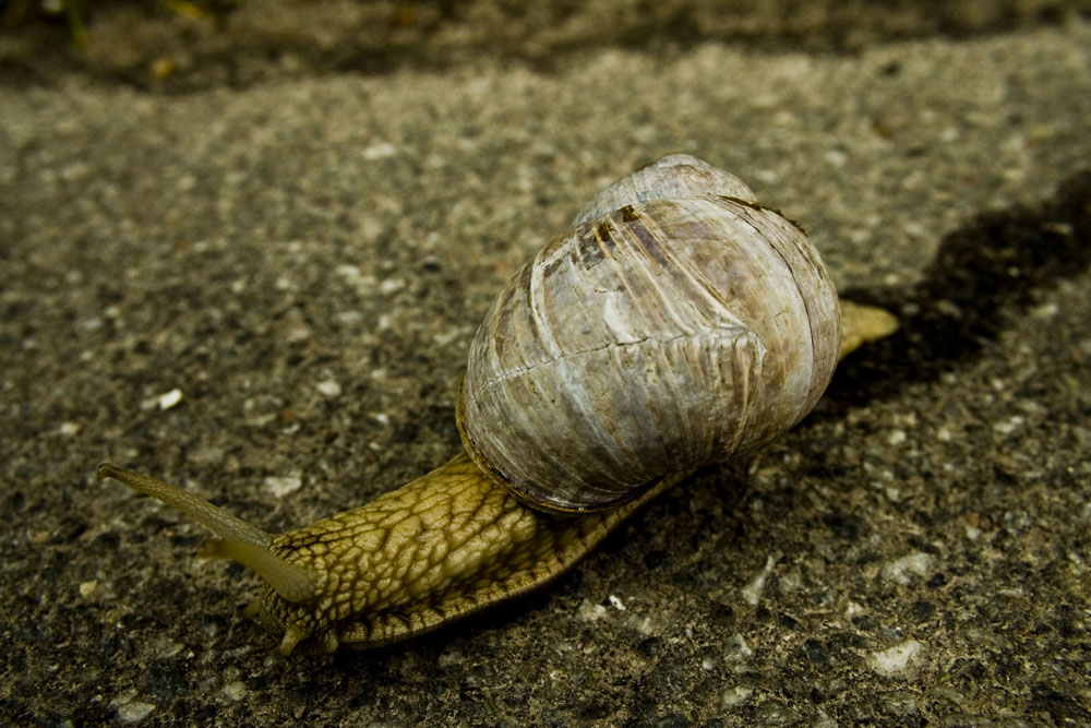 Eine Weinbergschnecke auf dem langen, gefährlichen Weg über die Straße...