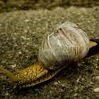 Eine Weinbergschnecke auf dem langen, gefährlichen Weg über die Straße...