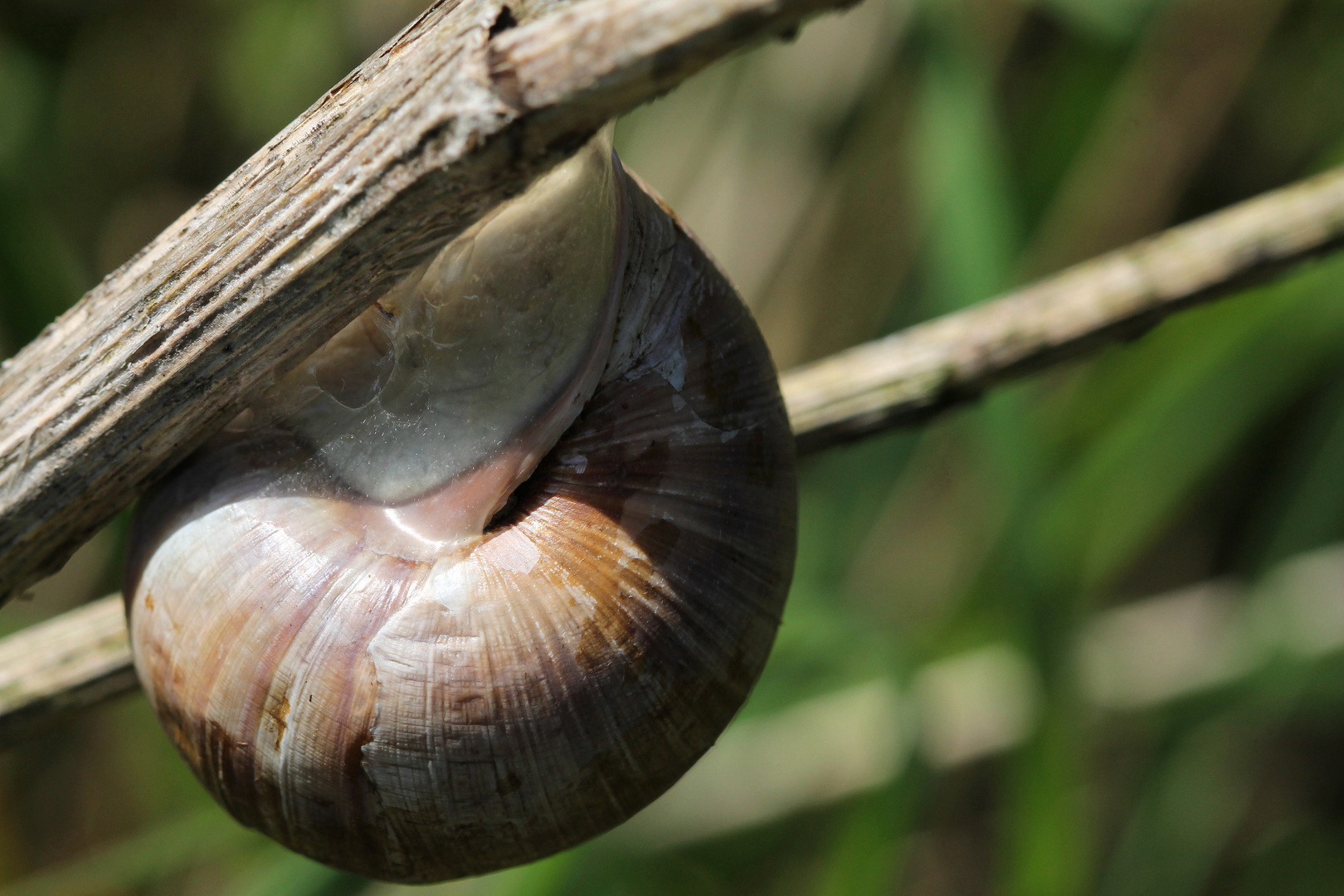 Eine Weinbergschnecke - Helix pomatia