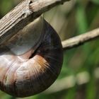 Eine Weinbergschnecke - Helix pomatia