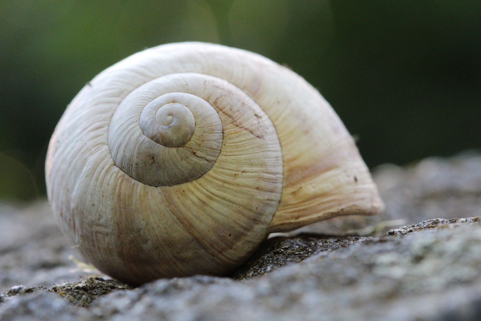 Eine Weinbergschnecke macht mal Pause!!