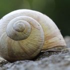 Eine Weinbergschnecke macht mal Pause!!