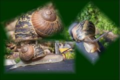 .......eine Weinbergschnecke oder was ????.....