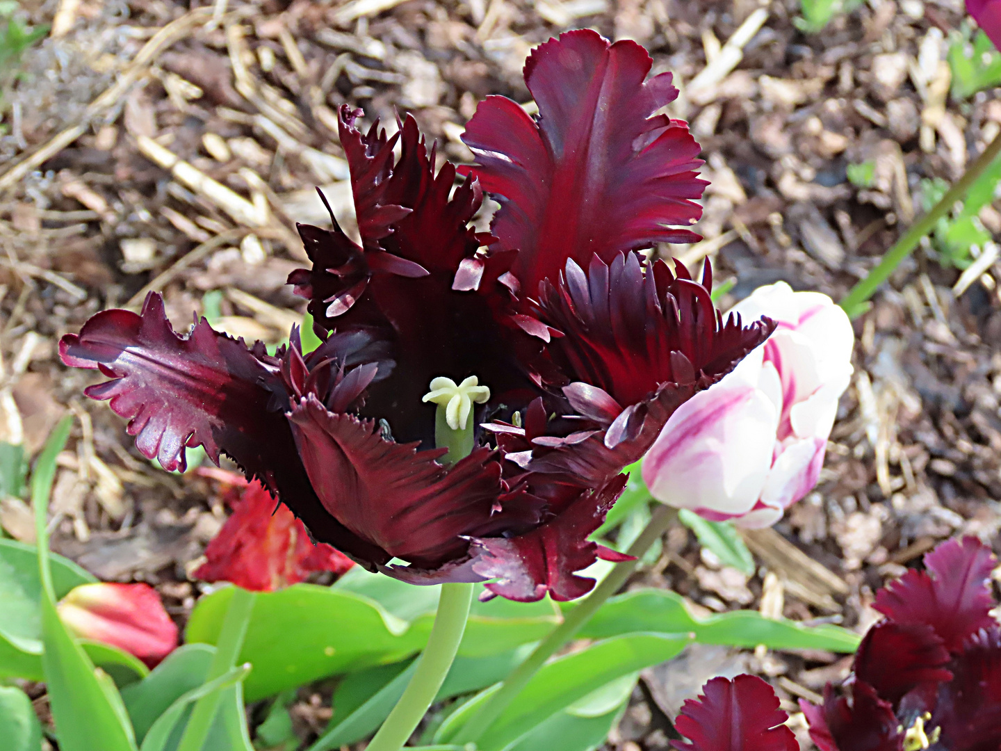 Eine weinrote Fransen-Tulpe - Thementag