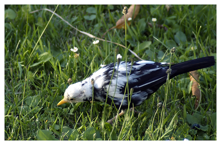 Eine weiße Amsel