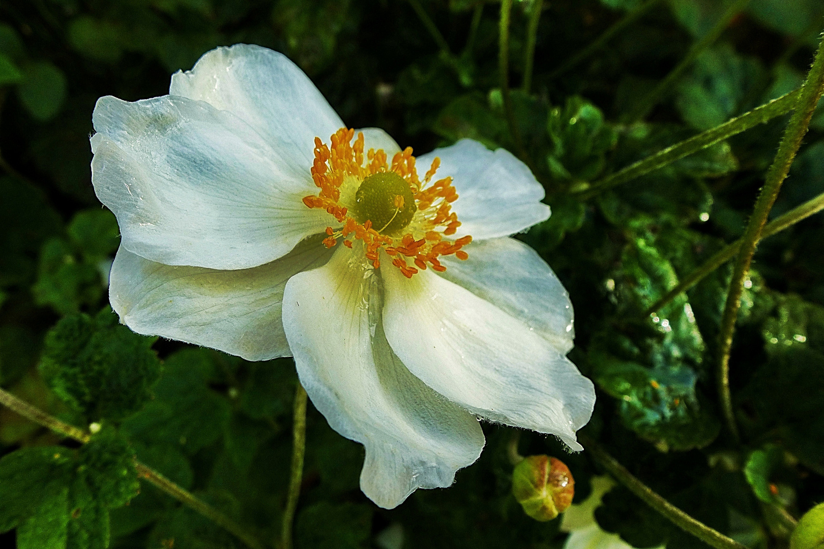 Eine weisse Anemone