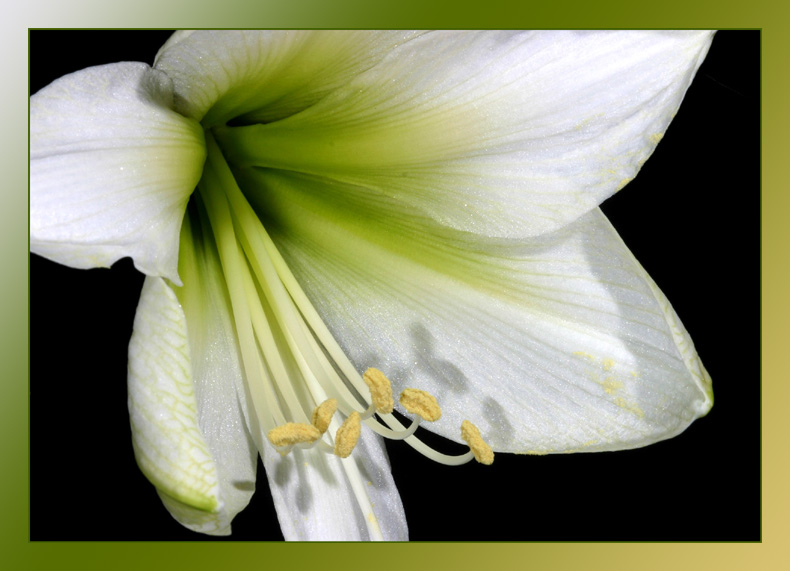 Eine weiße Blüte für den Frieden von Elisabeth Heidegger